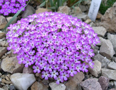 comp_Dionysia_bryoides_222.03.12.jpg