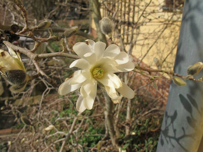 stellata_23.3.12_ue.jpg