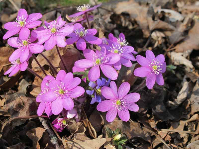 nobilis_rot_23.3.12_ue.jpg