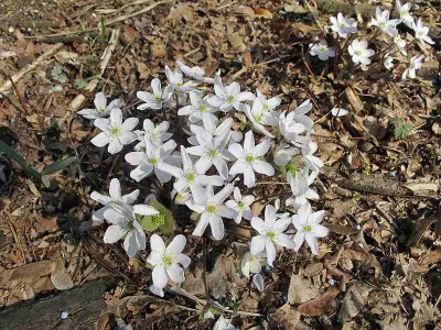 nobilis_wei_23.3.12_ue.jpg