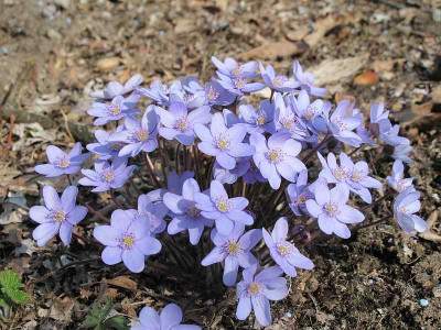 nobilis_blau_23.3.12_ue.jpg