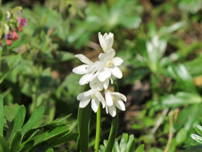 Puschkinia_oder_Scilla_23.3.12_ue.jpg