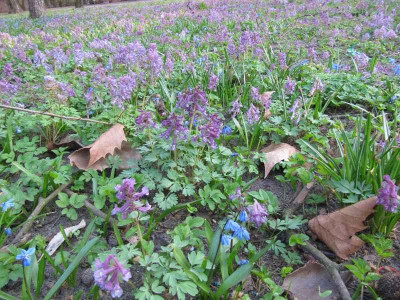Corydalis_in_Kreuzberg.jpg