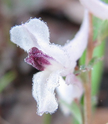 Corydalis_henrikii_120323.jpg