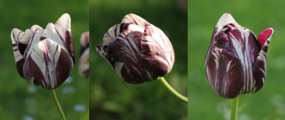 tulipa_insulinde_1910_1911_1912.jpg