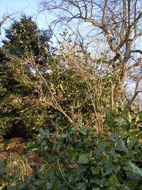 f_giraldiana_habitus_15.JPG