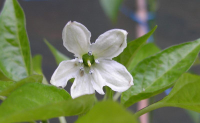 paprika_bluete_p5241206.jpg