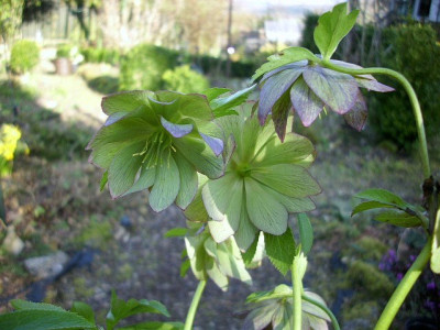 005_helli_grun_1.jpg