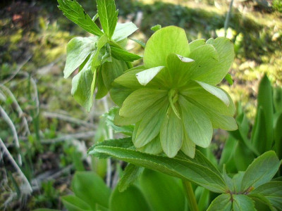 005_helli_grun_2.jpg