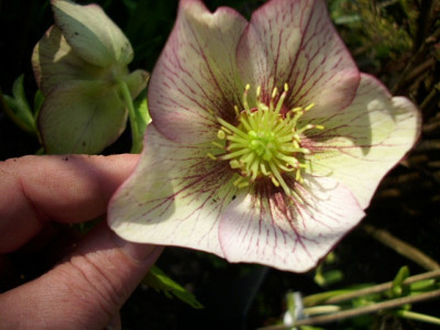 005_helli_veined.jpg