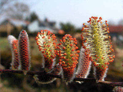 salix-0088.jpg