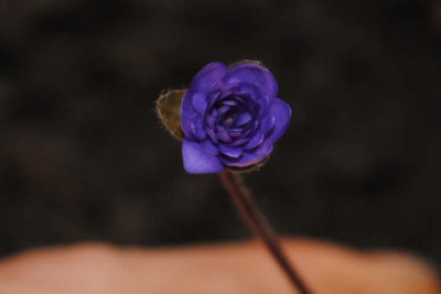 hepaticas_065.JPG