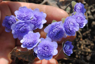 hepaticas_020.JPG