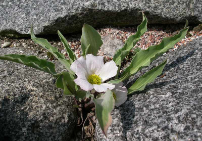 comp_Ranunculus_calandrinoides_24.03.12.jpg