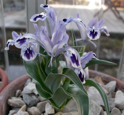 comp_Iris_kuschakewiczii_22.03.12.jpg