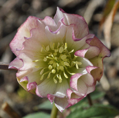 H_hrr_12__3255.jpg