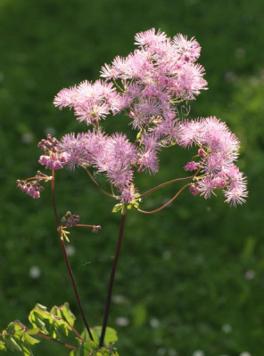 thalictrum_aquilegifolium_1916.jpg