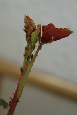 Royal_Lavender_12__9769.jpg