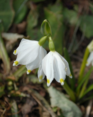 Maerzenbecher_12__9785.jpg