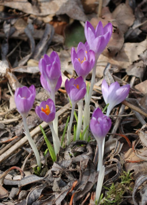 Krokus_12__9799.jpg