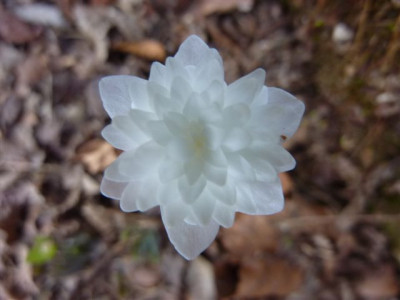 Hepatica_nobilis_flora_plena.jpg