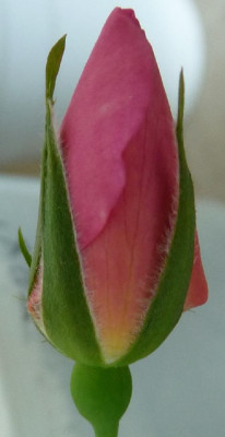 FDxPA3_03.JPG