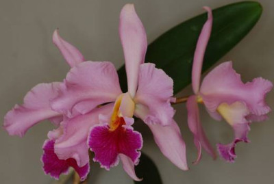 Cattleya_003_kl.jpg