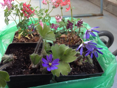 beute_mr-hepatica_2012_zg.jpg