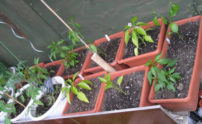 chilifarm1_p5241201.jpg
