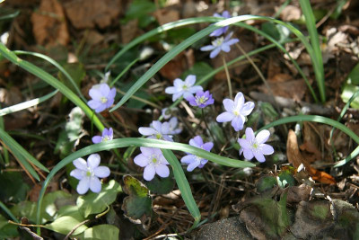 Hep.2012IMG_8544.jpg.jpg