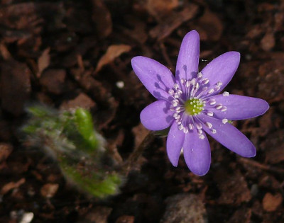 Hep_t_supernova_2012-03-24_691k.jpg