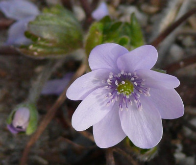 Hep_m_avatar_2012-03-24_684k.jpg