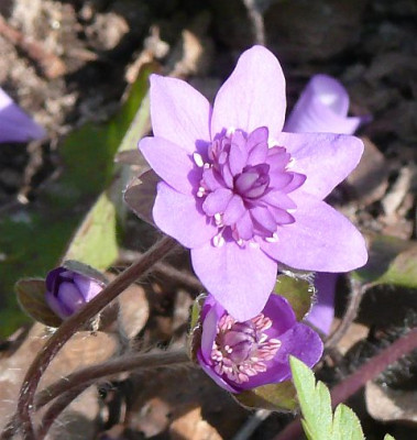 Hep_haendel_2012-03-24_658k.jpg