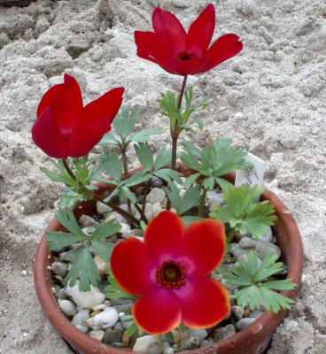 comp_Anemone_biflora_25.03.12.jpg