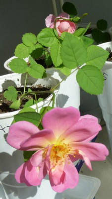 FD_Nachwuchs_rosa.JPG