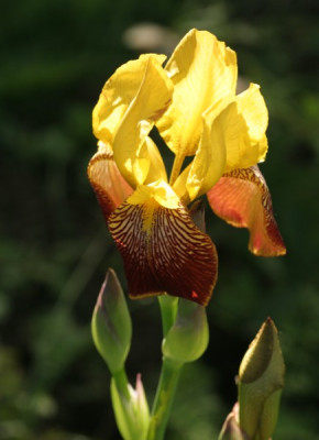 iris_dottergelb_1906.jpg