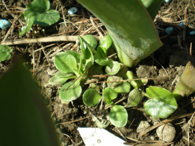 GP_Primula_maximowiczii_2012e.jpg