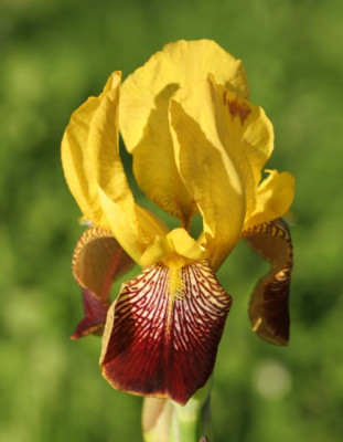 iris_dottergelb_1907.jpg