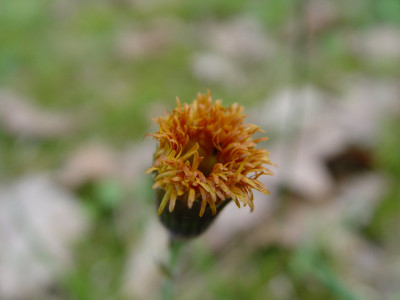 DSC0000021.jpg