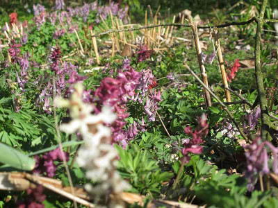Corydalis_26.3.12_ue.jpg