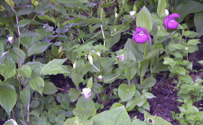 CypripediumRimg0367.JPG