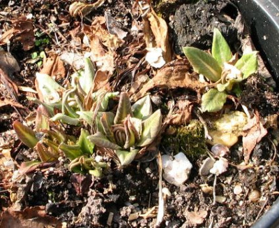 P.maximo-ax.jpg