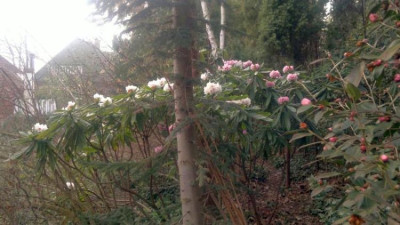 260320121652R.calophytum_CHM3911_und_CK511_-_Kopie.jpg