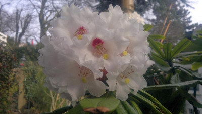 260320121640R.calophytum_CHM3911_-_Kopie.jpg