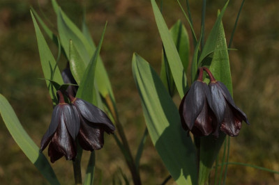 Fritillaria_armena_20120325.jpg