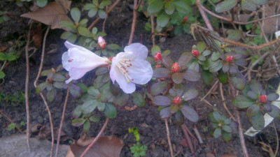 260320121653R.pemakoense_white_form_-_Kopie.jpg