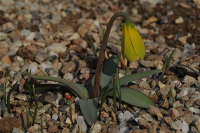 Fritillaria_pudica_20120325.jpg