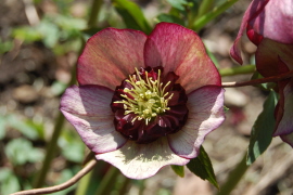 GelblicheAnemone3-12.jpg