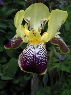 1iris-nibelungen.jpg