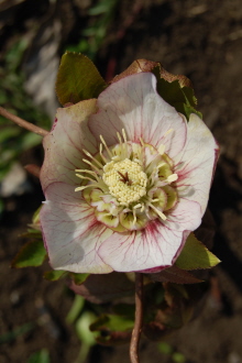 AnemoneFlush3-12.jpg